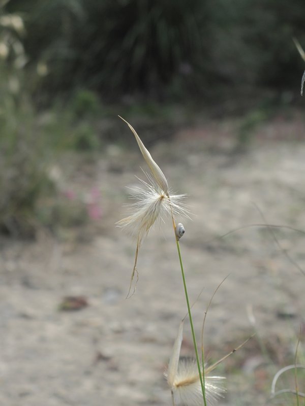 Lygeum spartum
